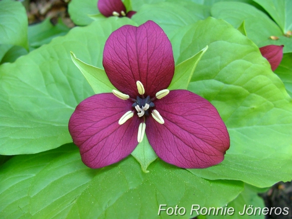 Trillium vaseyi